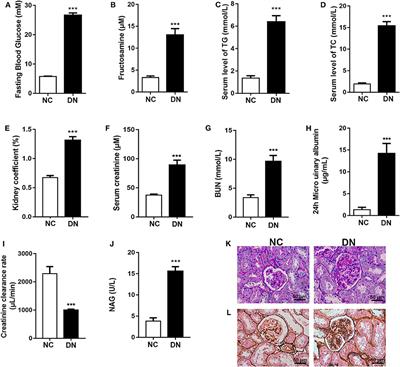 Comprehensive Lipidome Profiling of the Kidney in Early-Stage Diabetic Nephropathy